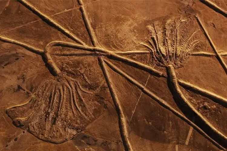 關(guān)嶺生物群化石是全球晚三疊世獨(dú)一無(wú)二的化石庫(kù)